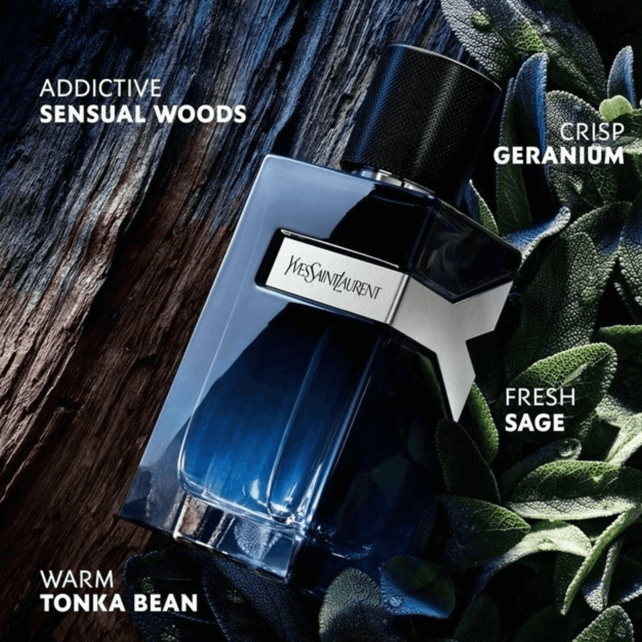 YSL Y Eau de Parfum bottle surrounded by sage, geranium, tonka bean, and woods, emphasizing its fresh and warm fragrance notes.